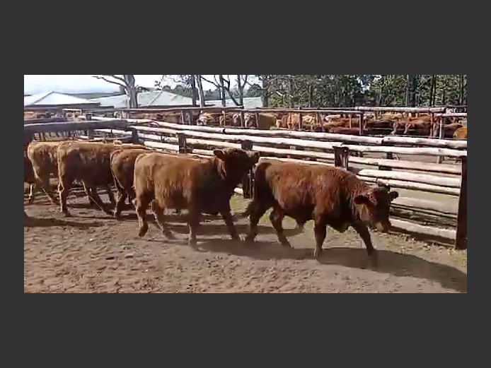 Weaners | Van Heer Boerdery (Dordrecht)