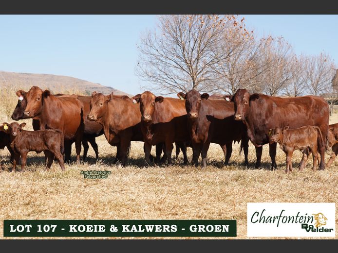 Koeie met Kalwers