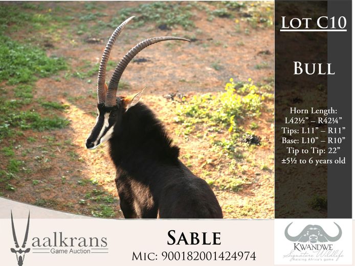 Sable Bulls