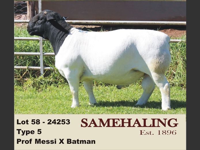 24253-330 | SAMEHALING DORPERS