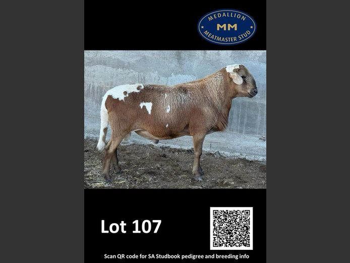 MM 230452 | MEDALLION MEATMASTER STOET