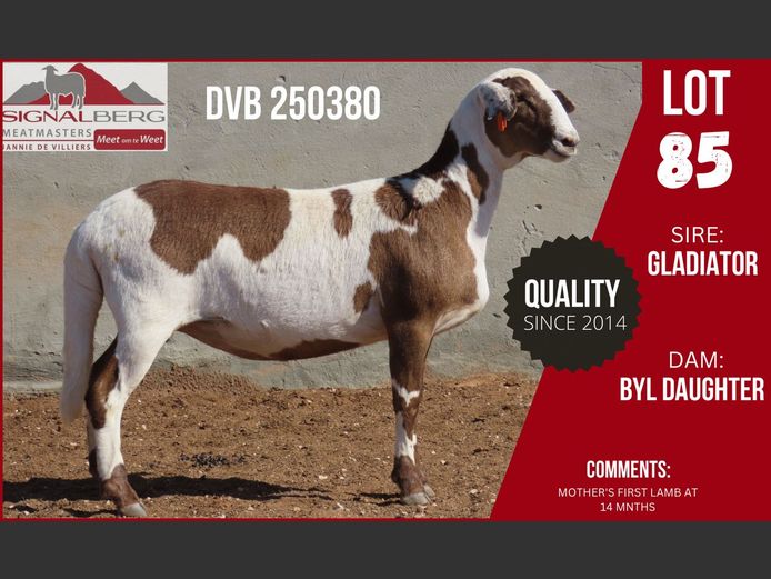 DVB 250380 | SIGNALBERG MEATMASTERS