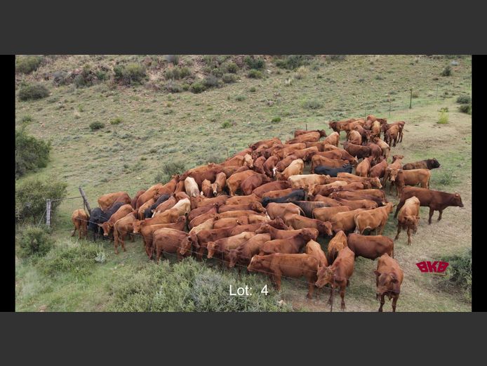 Bul Kalwers onder 200Kg