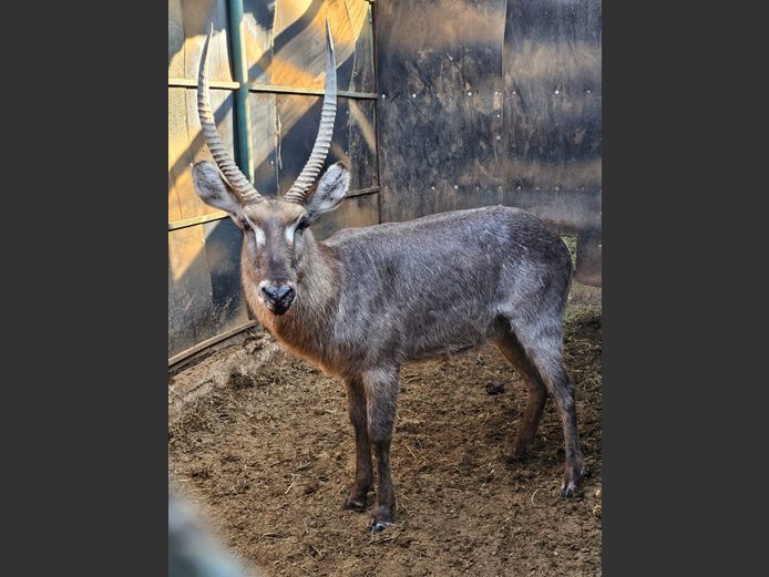 WATERBUCK | DAGBREEK
