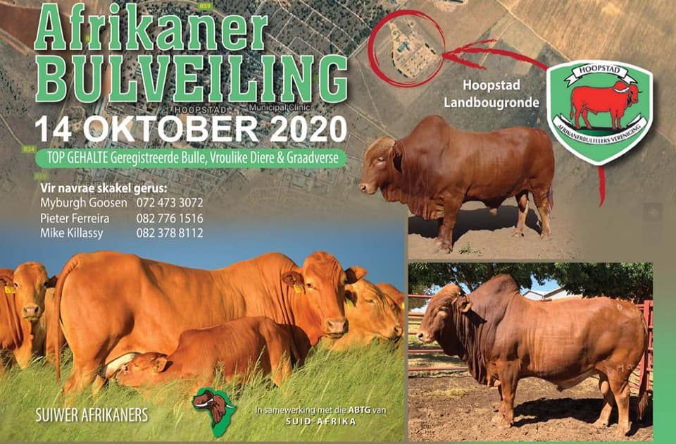 HOOPSTAD AFRIKANER BULVEILING | SwiftVEE | South Africa’s Leading ...