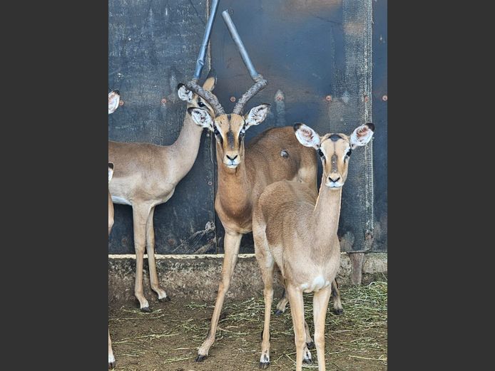 ROOIBOK | Q BOTES