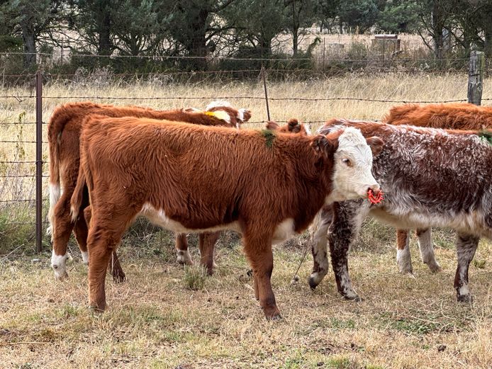 Weaners | DH Currie Farming Trust