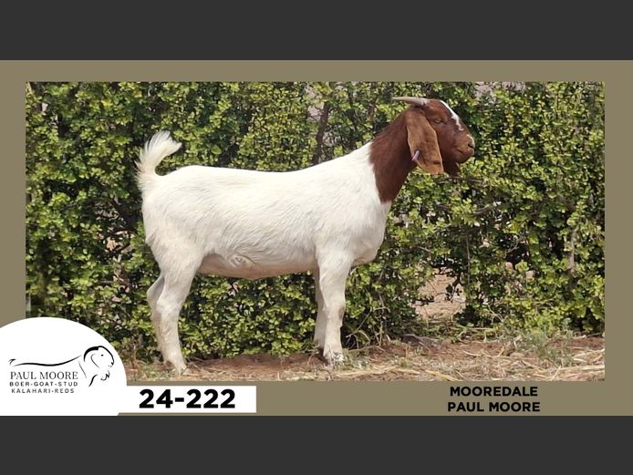 24-222  |  Paul Moore - Mooredale