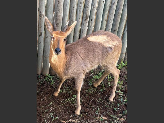 Ribbok Ram