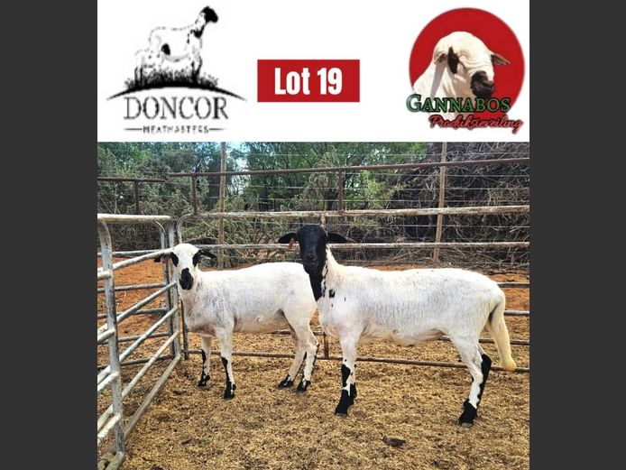 DC349 | Doncor Meatmasters