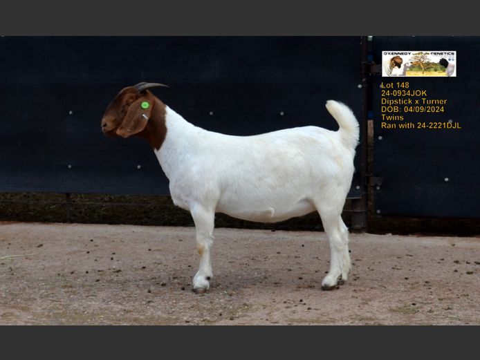 24-0934 JOK | O'KENNEDY GENETICS