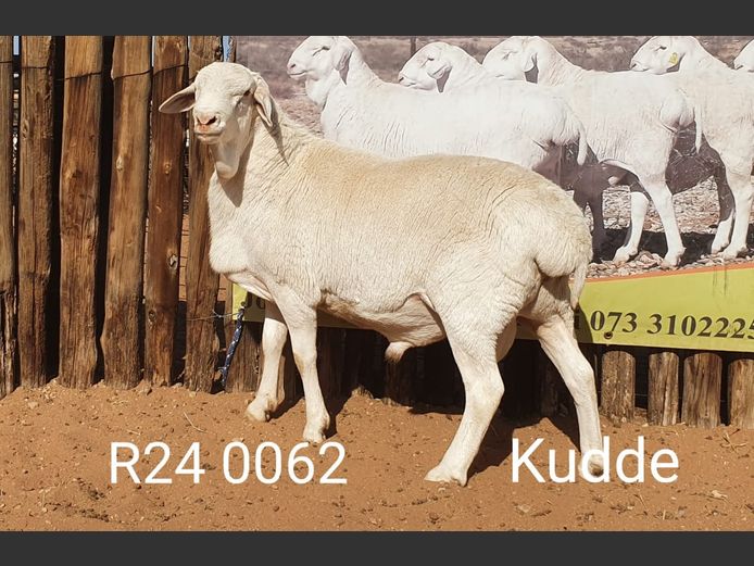 24062 | Johan Stadler