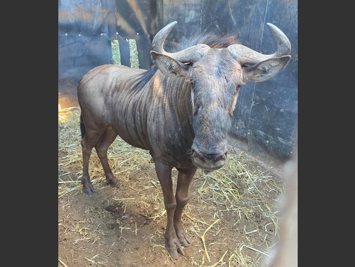 BLOUWILDEBEES | SCHALK VAN ZYL