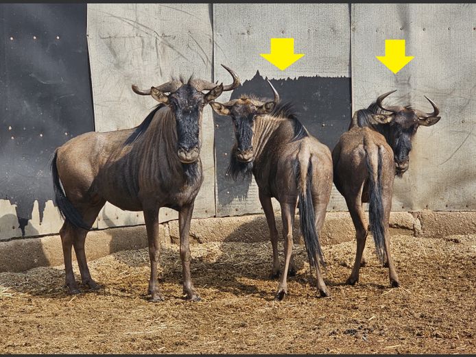 BLUE WILDEBEEST | NWH