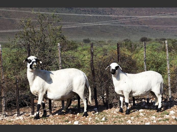 GMD 22-1343 | Kanyezi Meatmasters