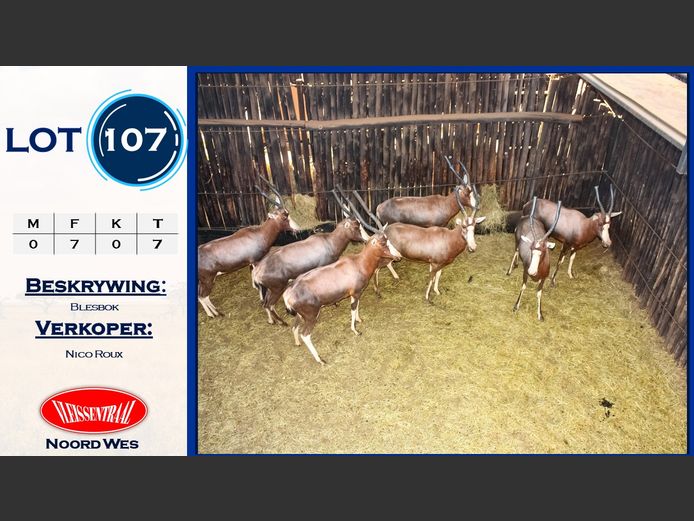 Blesbokke
