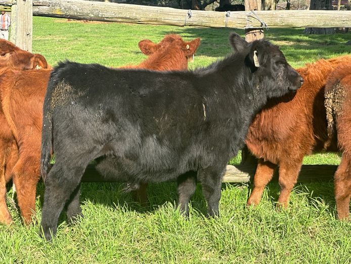 Weaners | Glenfinlas Cattle Co