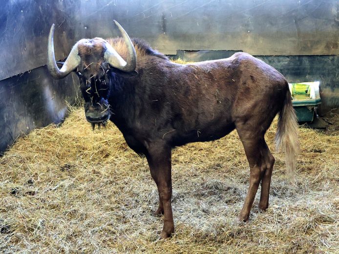 SWART WILDEBEES | AL BADENHORST