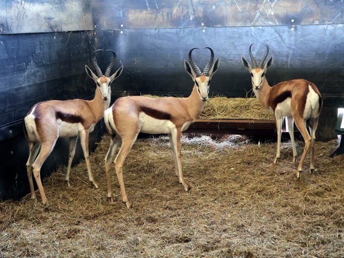 GEWONE SPRINGBOK | AL BADENHORST