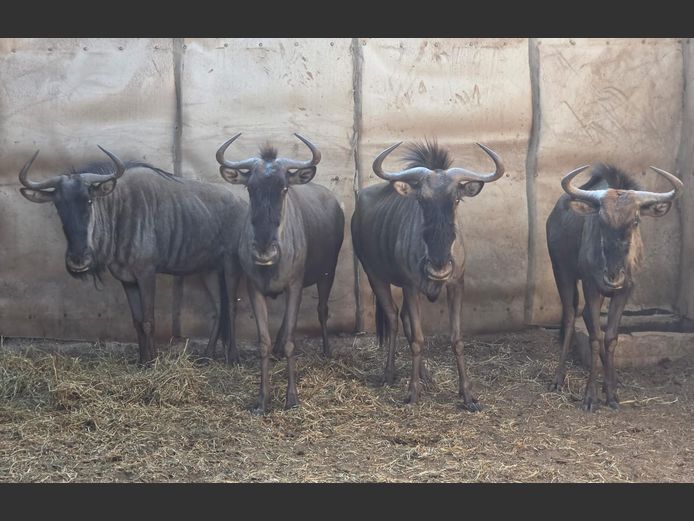 BLOUWILDEBEES | IMPISI SAFARIS