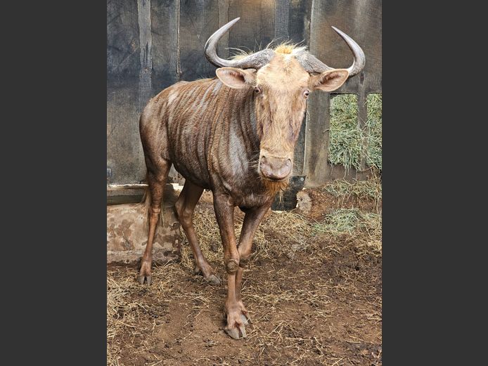 GOLDEN GNU | BABUCOR