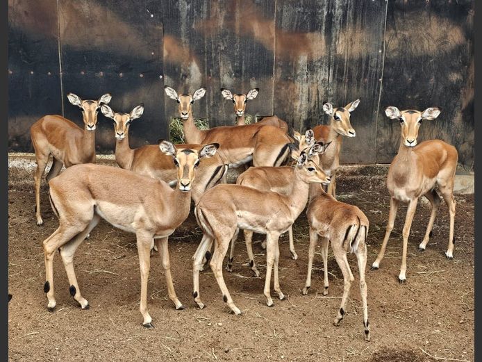 IMPALA | ZEEKOEVALLEY