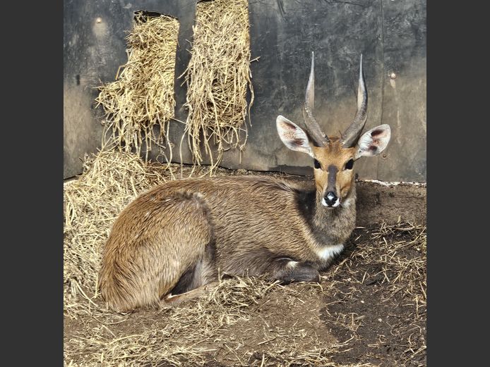 BOSBOK | M – BUFFELSPOORT