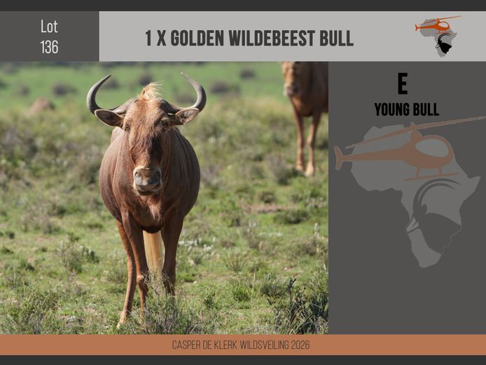 Golden Wildebeest