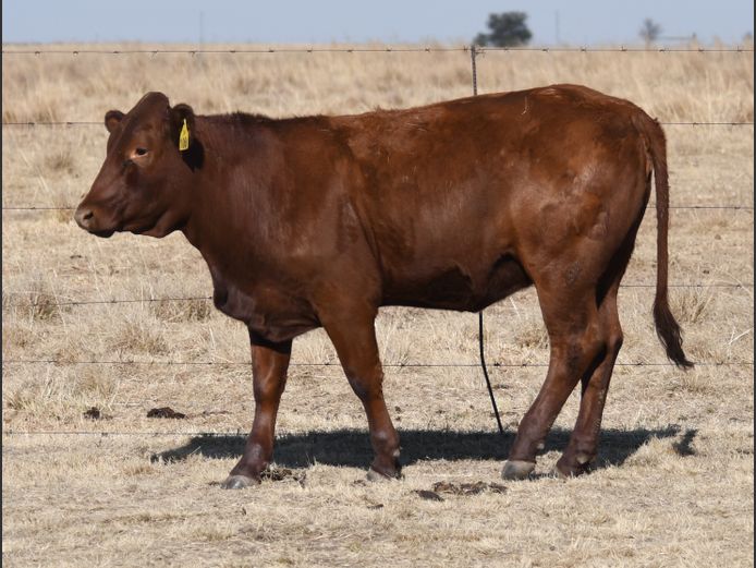CKB240100 | CHRIS KRUGELL BLOEMENDAL