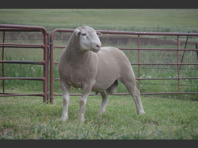 T 240486 | TWEE BROERS DORMER STOET