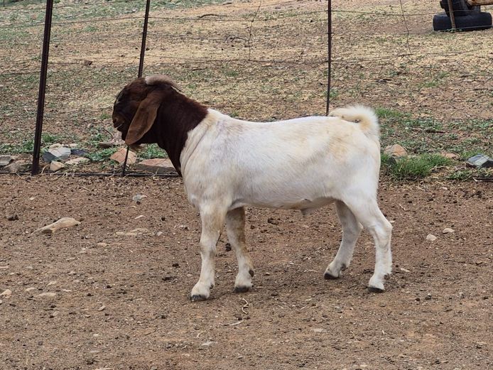 24005 | Biggs Boer Goats