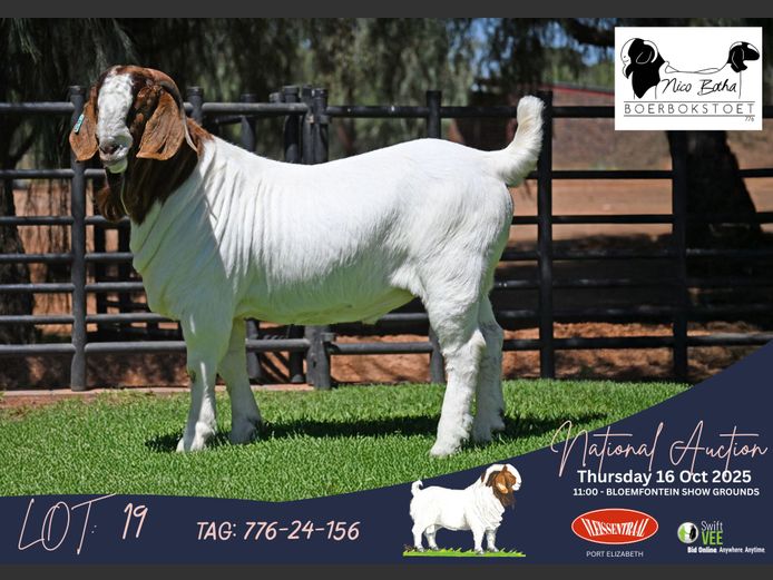 776-24-156 | Casper Byleveld (Nico Botha Boerbokstoet)