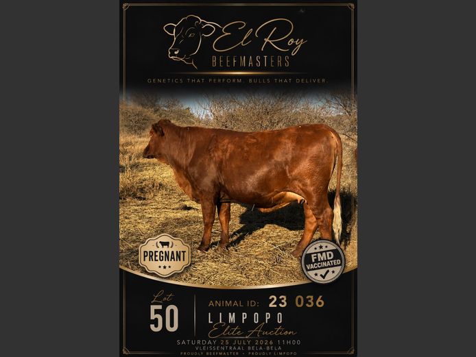 Commercial Animals | EL ROÍ BEEFMASTERS