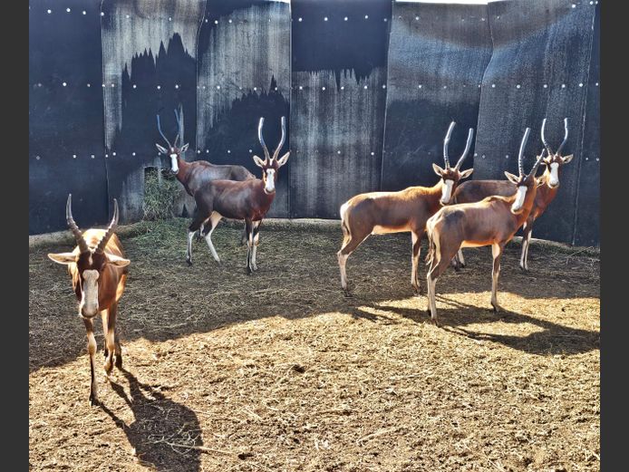 BLESBUCK | NYLSVLEI (5) & SAVANNAH (1)