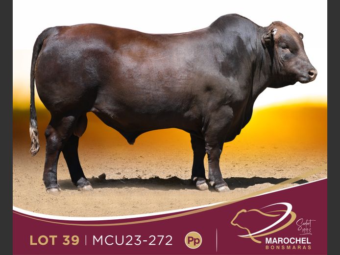 MCU 230272