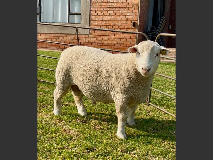 DH 240166 | HEYMAN DORMERS