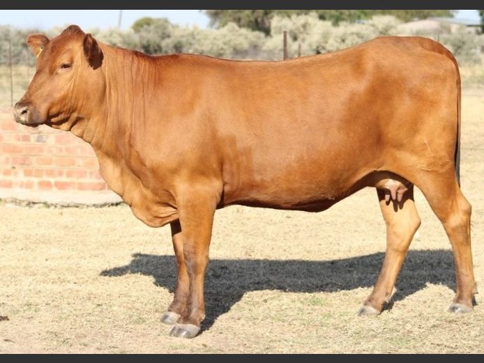 AB210131 | CCR BEEF (PTY) LTD