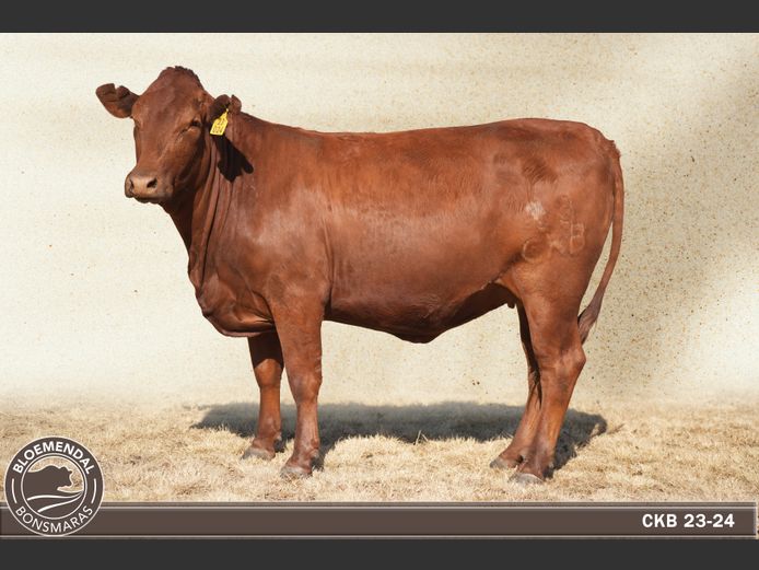 CKB230024 | CHRIS KRUGELL BLOEMENDAL