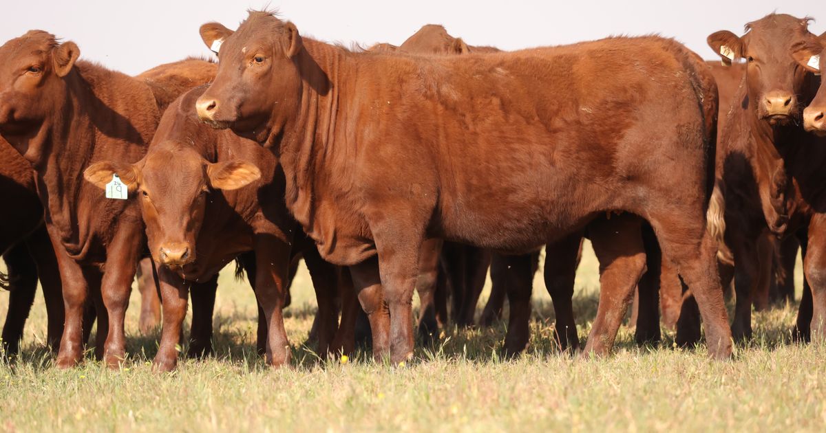 Lot 14 | PRESTIGE AANTEELVEILING | SwiftVEE | South Africa’s Leading ...