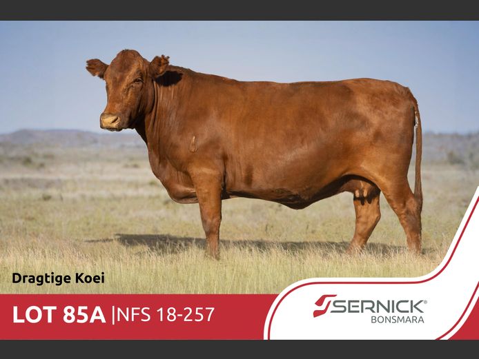 NFS 180257 Pp(c) | SERNICK BONSMARA STOET