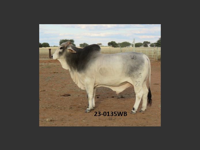 22-0135WB | WOKUMA BRAHMAN