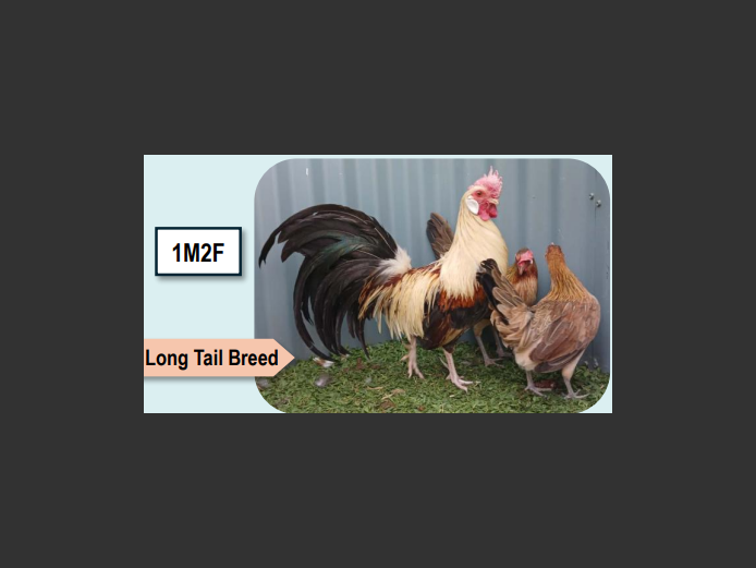 BROWN PHOENIX | ANNUAL MYTILUS AND ELOFF