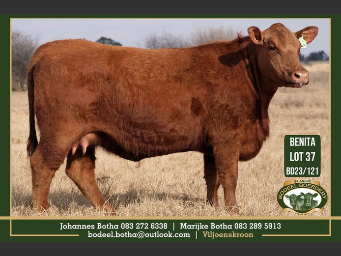 BD 230121 | BODEEL BOERDERY