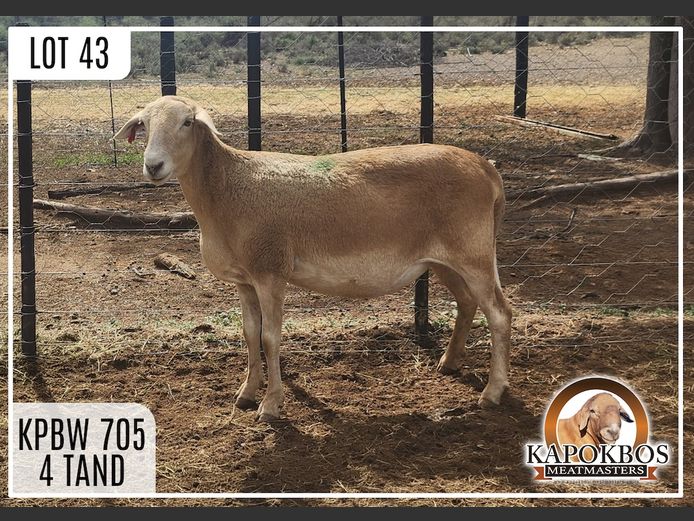 KPBW705 | Kapokbos Meatmasters