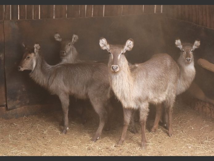 WATERBOKKE