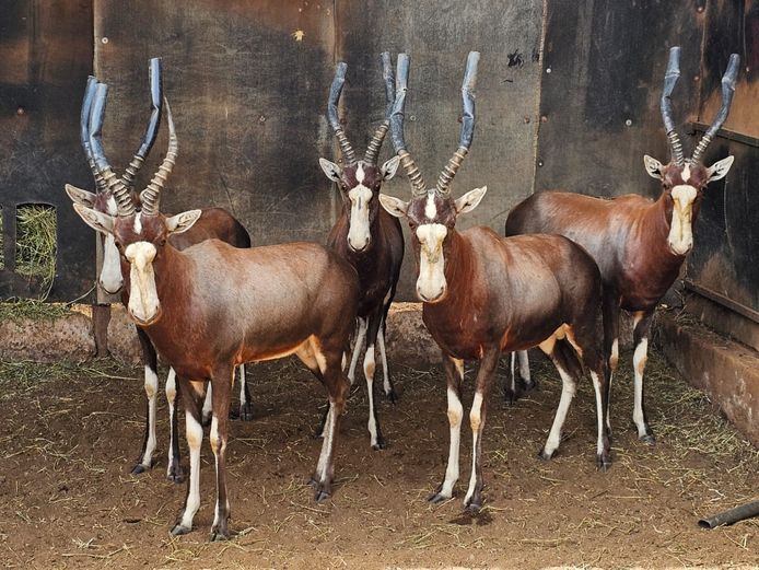 BLESBUCK | BIRKEN VERVOER