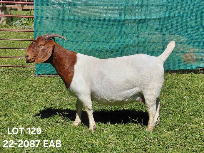 23-2087EAB | EAB van Niekerk