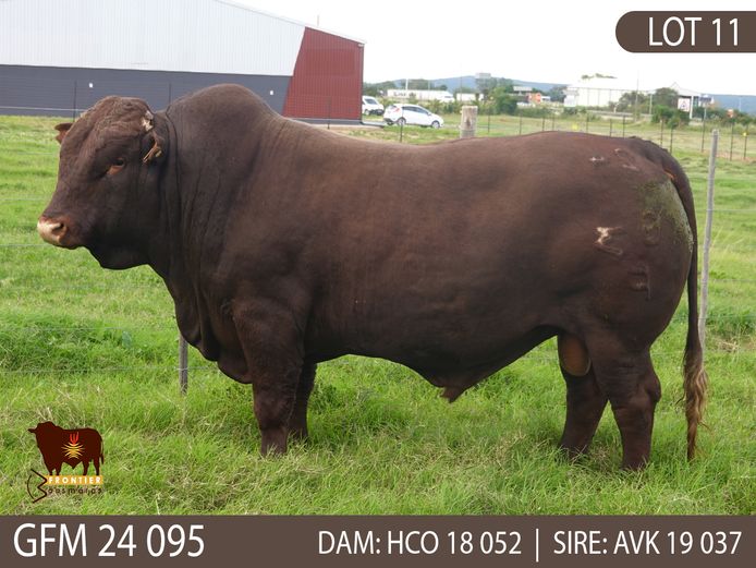 GFM 240095 | MEYER BONSMARAS