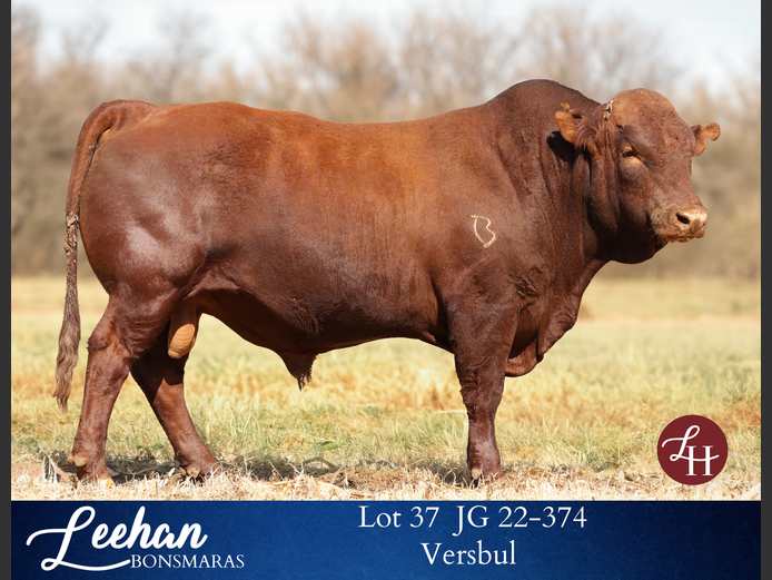 JG220374 | Leehan Bonsmara