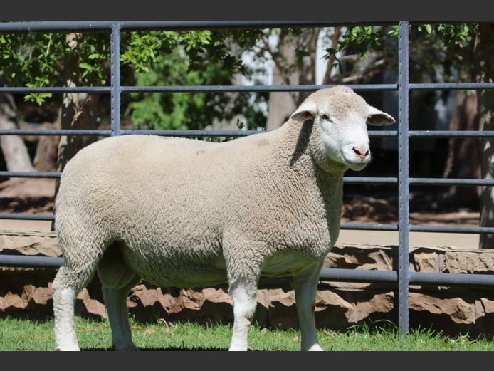 DZ 230284 | 2 STEYNS BOERDERY